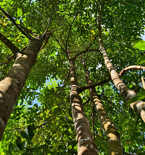 Looking Up in an Agarwood Forest
