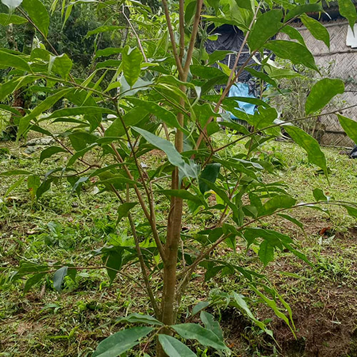 Aquilaria Malaccensis Tree Species Guide