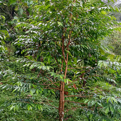 Responsible Agarwood Tree Species Farming