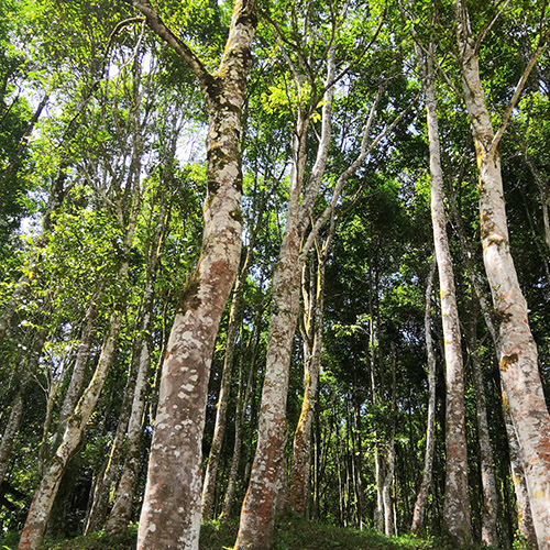 Forest Full of Agarwood Tree Species of Many Ages