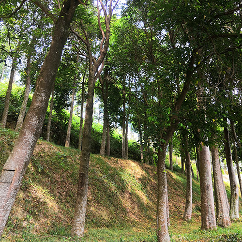 Line of Agarwood Trees