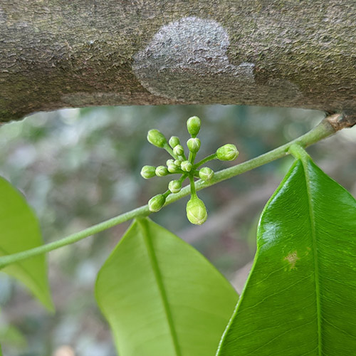 Agarwood Tree Species Pollen Sac
