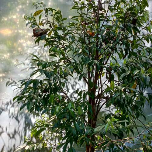 Premium Agarwood Tree for Sale at AVAH Farm