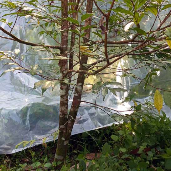 Premium Agarwood Trees Farm