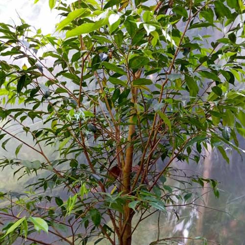 Purchase Agarwood Trees at AVAH Farm