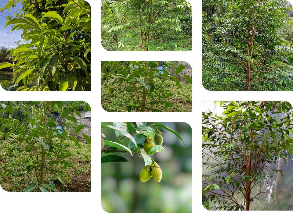 Gallery of Agarwood Tree Images from the AVAH Farm